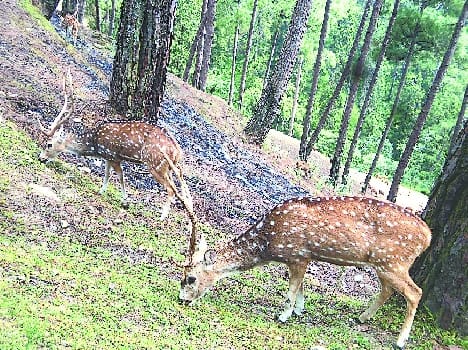 There was recognition of the mini zoo deer sanctuary Almora
